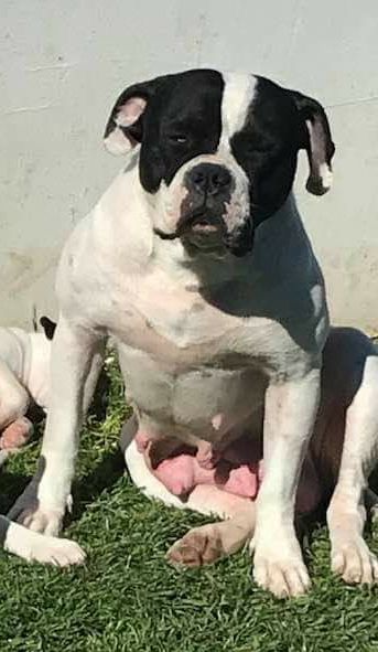 Lionesses Adel of S-PZ