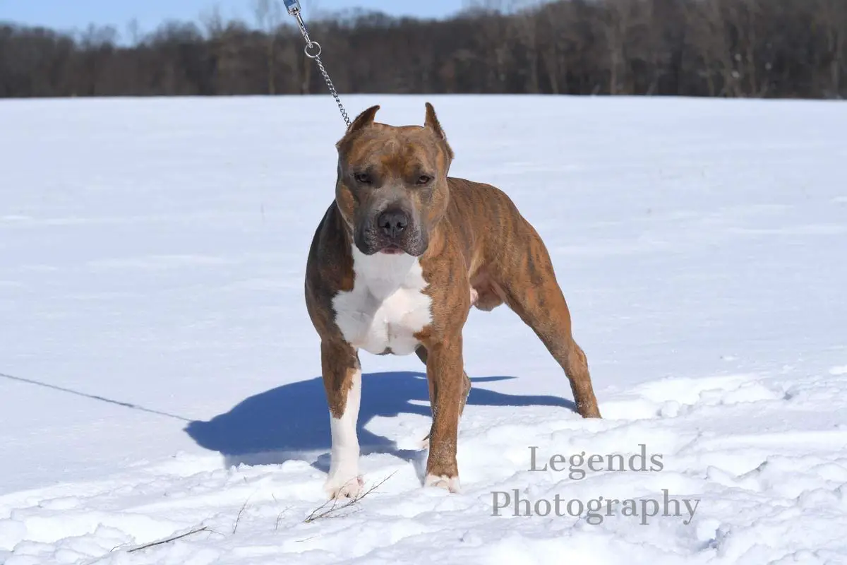 Legends Lucky Luciano