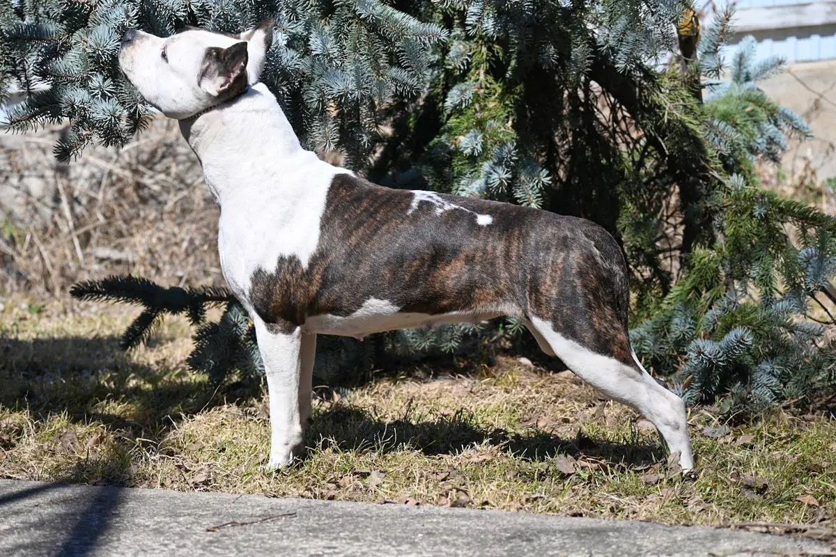 Toir- Prestizh Tainstvennaiy Ledi