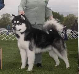 AKC CH Owyhee's I'm A Rocket Man