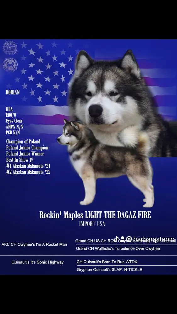 PL.J.Ch, PL.J.Winner Rockin' Maples Light The Dagaz Fire