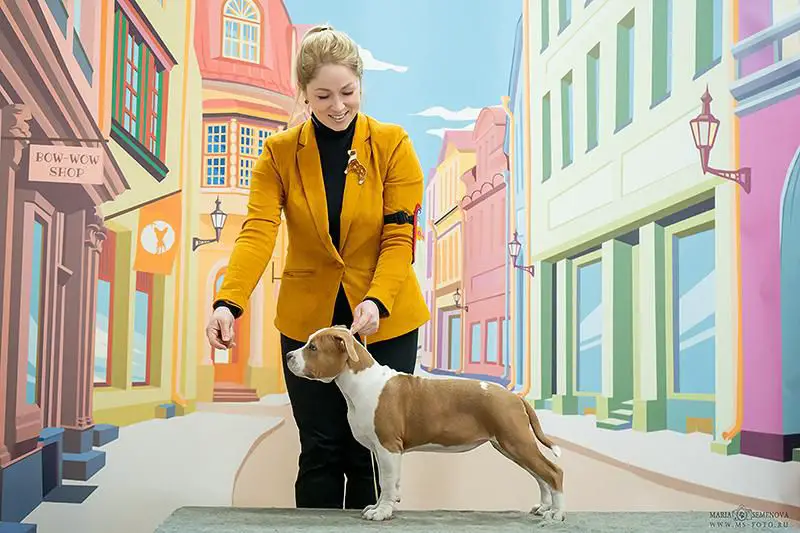 J. Ch. Russia  J. Ch. RKF   CH. RUSSIA   CH. RKF EVGEN POLI MARMELADKA CHILI