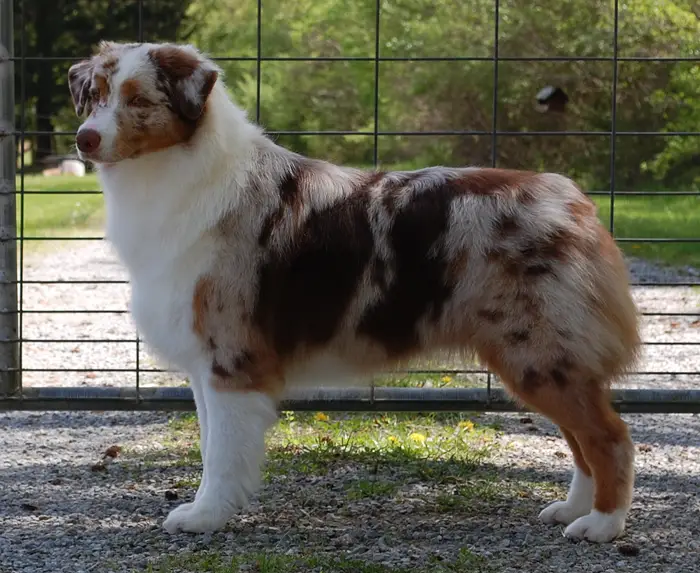 Vesper's In Waist Deep