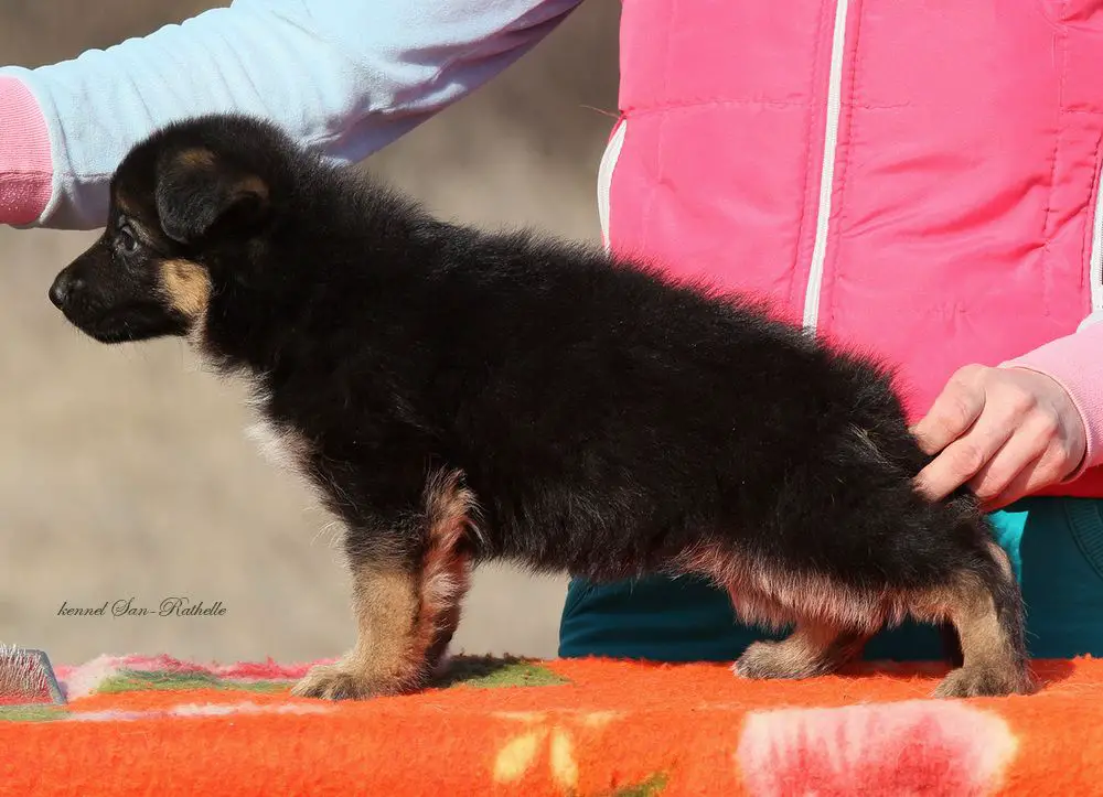 CH.RUS.,CH.RKF San-Rathelle Uitney