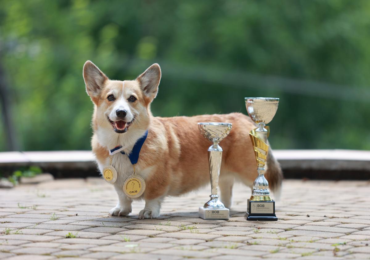 Int.Ch, Gr.Ch, Ch.Pl, J.Ch.Pl, Ch.Ro Ściema Knoflik