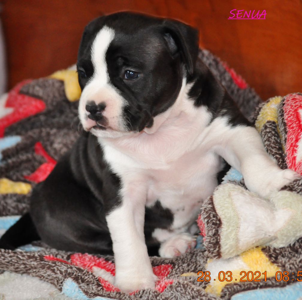 SENUA Pokerowy Żywot FCI