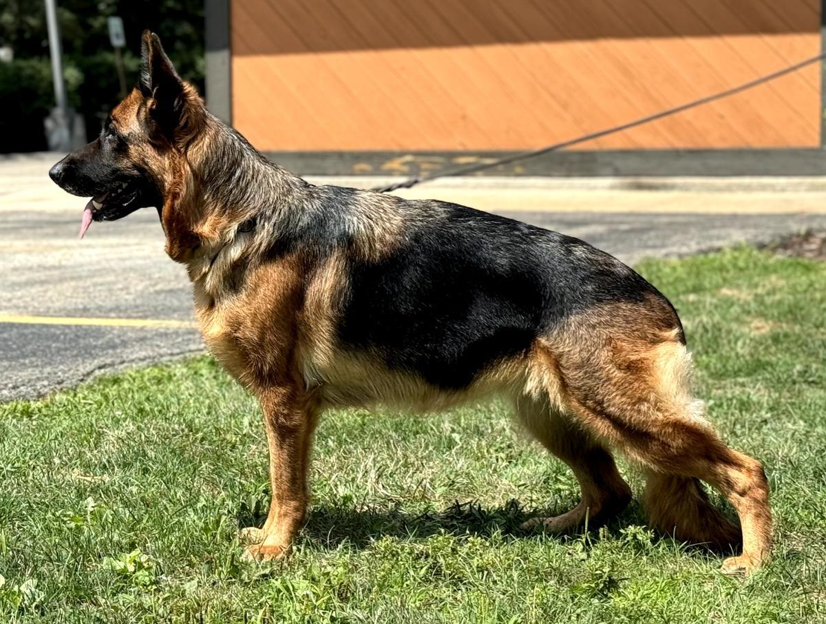 RACH SG Amok Von Tberry