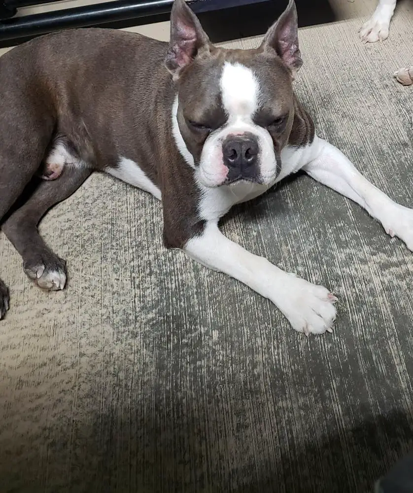 MRF Bosco Bateman 17