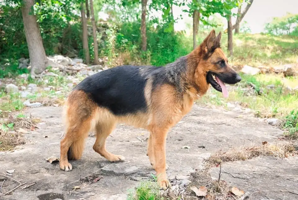 Super Nova Vom Hobbs Haus