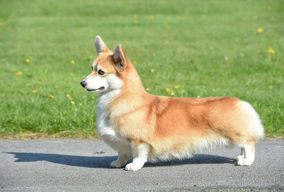 Dragonjoy Robin Hood at Woodhenge