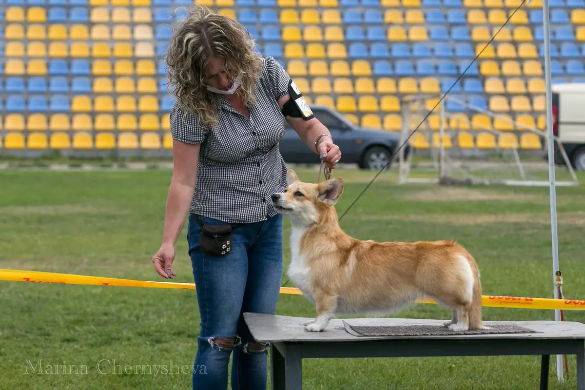 SVYATUE GORY DARA LIGHT