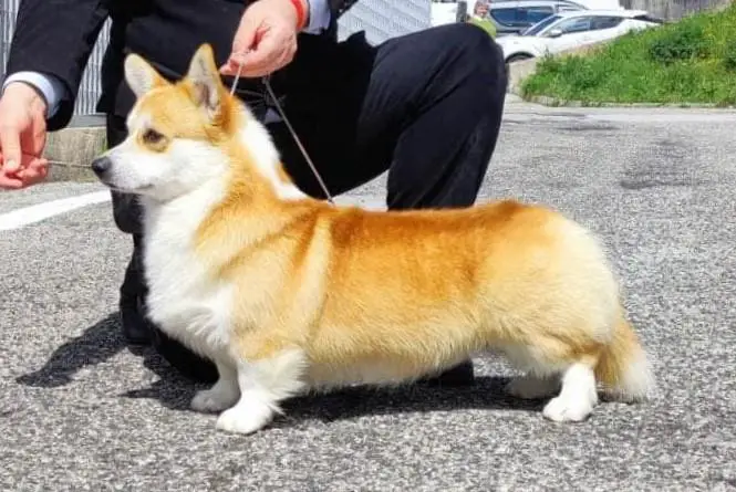 European Junior Winner '22, Multi Jr Ch, Int Ch, Multi Ch Alicarnasso