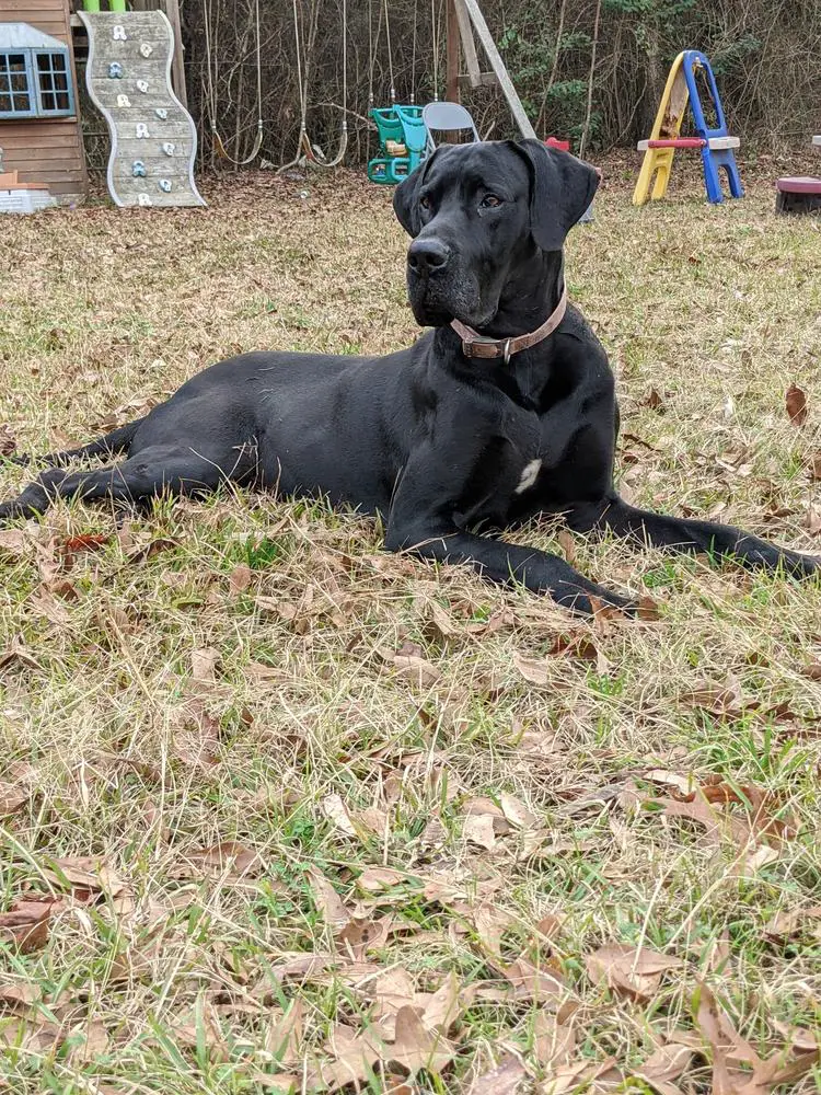 TOCGD Hamilton's Big boy cash