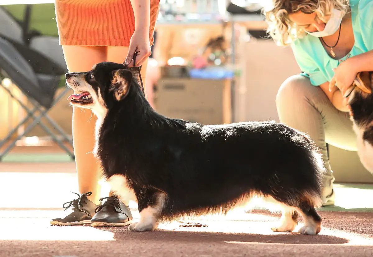 JCh RUS, JCh RKF, Ch RUS, Ch RKF Style Life Drike