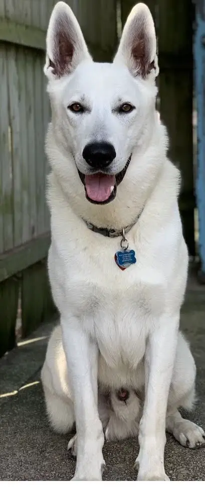 UKC Champion Hollybrook Jersey Devil's Igloo