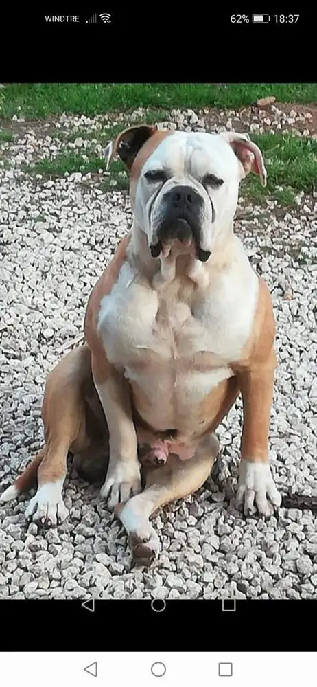 Danibull's Taison