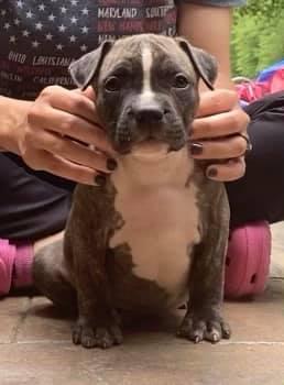 Pinnacle's Once In A Lifetime