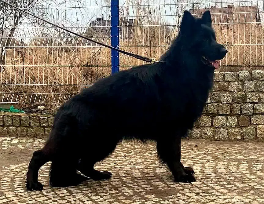 Inox Lobos Bonitos