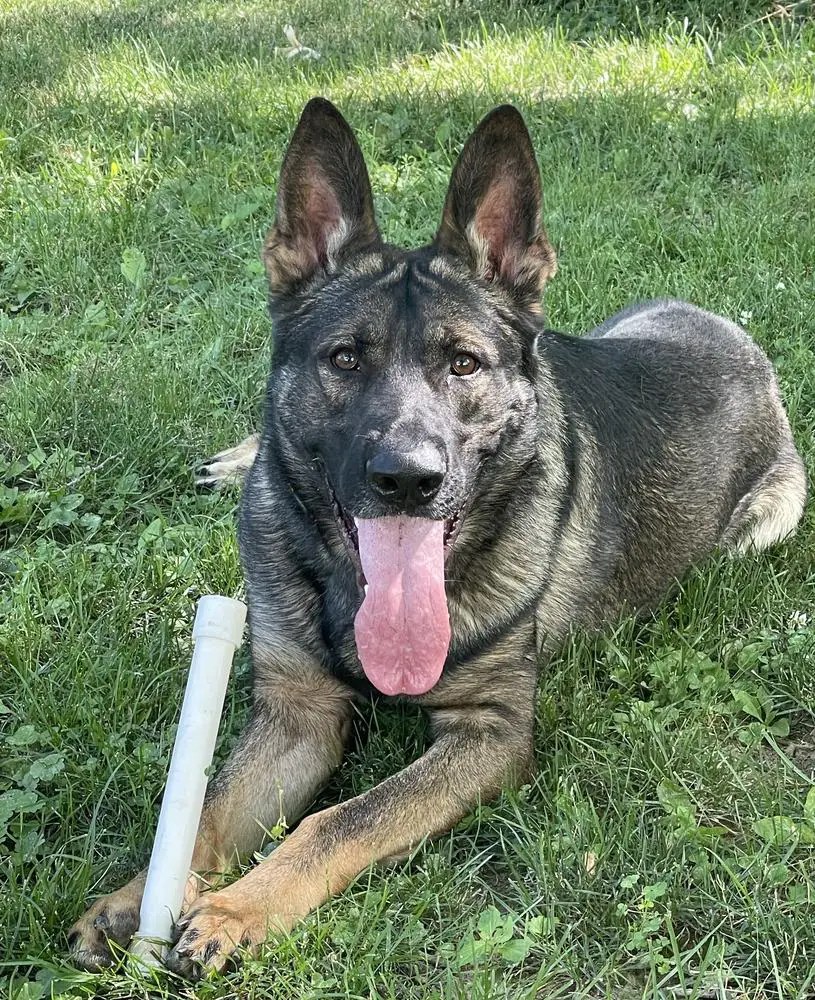 Drago Vom Jazzigen Haus