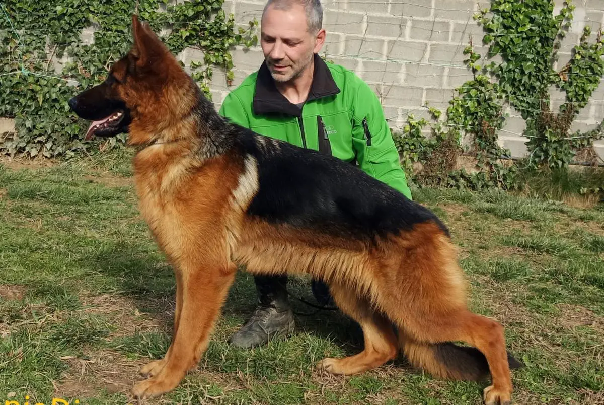 Audrey de Canis Dies