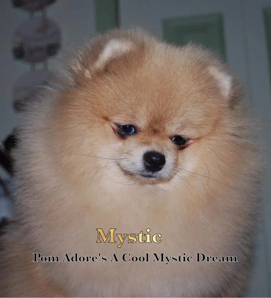 Pom Adore’s A Cool Mystic Dream