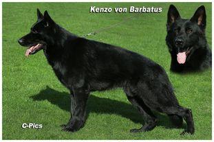 Kenzo vom Barbatus