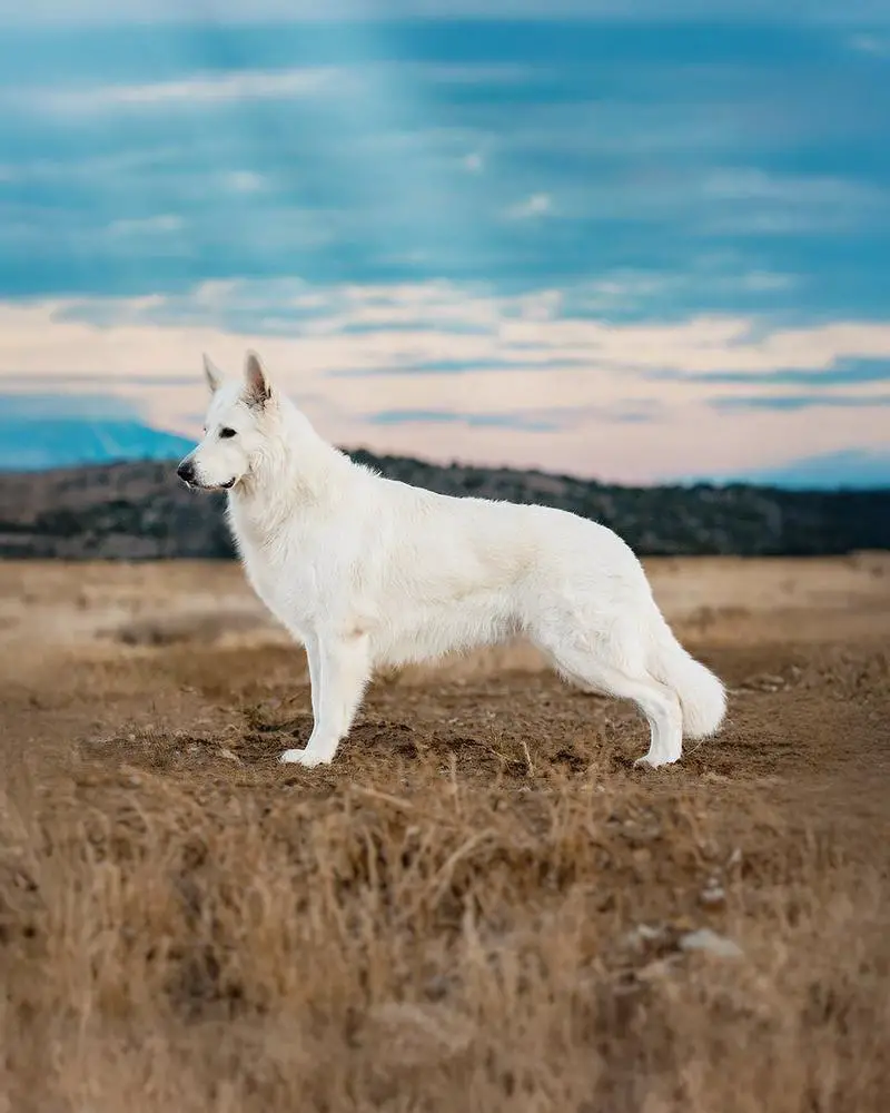 GRCH Moro's Kazoku No Kibo