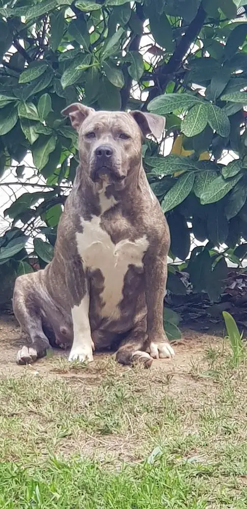 Contra Legem Ayahuasca