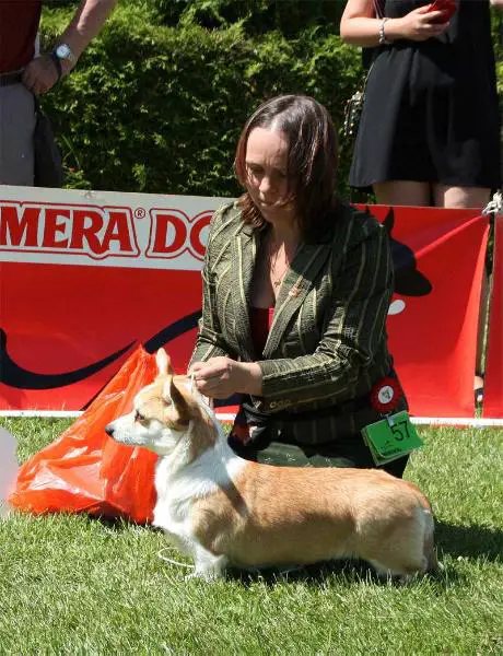 JCH-BY, CH-BY SOLNECHNAYA MECHTA Z PIASSHCHOTNAI ZORKI