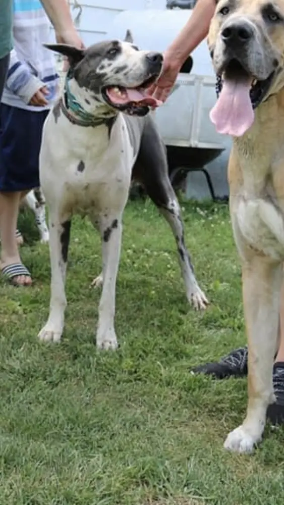 Slobber Kiss Danes Myra