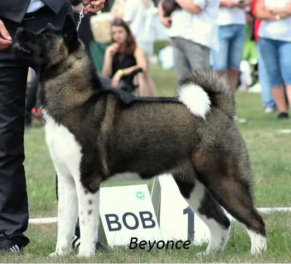 Beyonce American Canis Fidelis