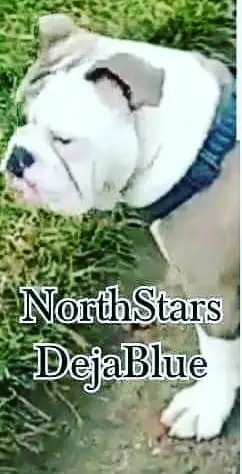 Northstar's Deja Blue