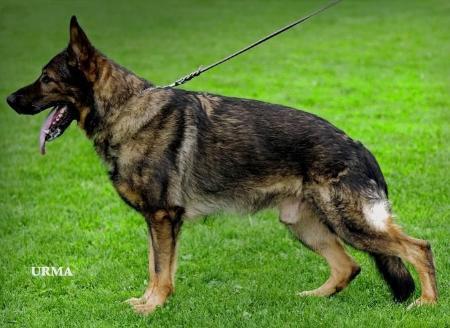 V (BSZS) Danny von Lesimo