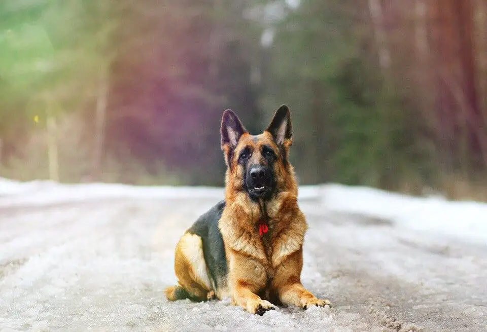 V Raido Algiz Dorianna