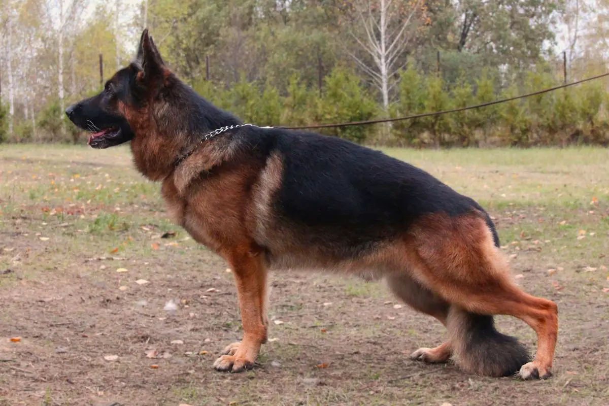 Quoran Team Ulmental