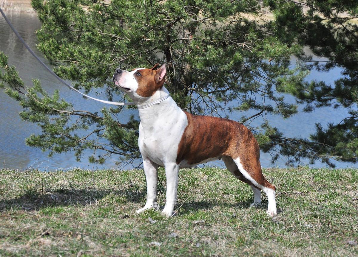 Pandora Etna Iriss Delux