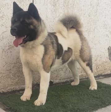 Lexa Fsc a song of ice