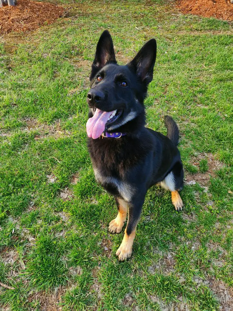 Nala Ruth Of Travis Castle