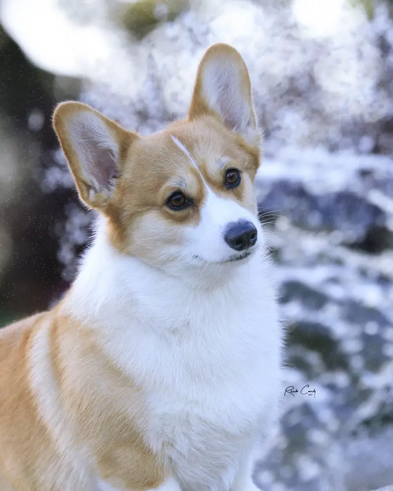 BIS GCHG CH Overo Summer Love