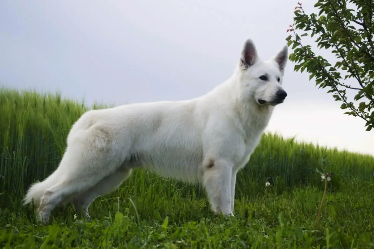 BH/VT,CH-CRO,CH-BIH,CH-FBIH RUS PRIDE NIGHT WHITE DREAM