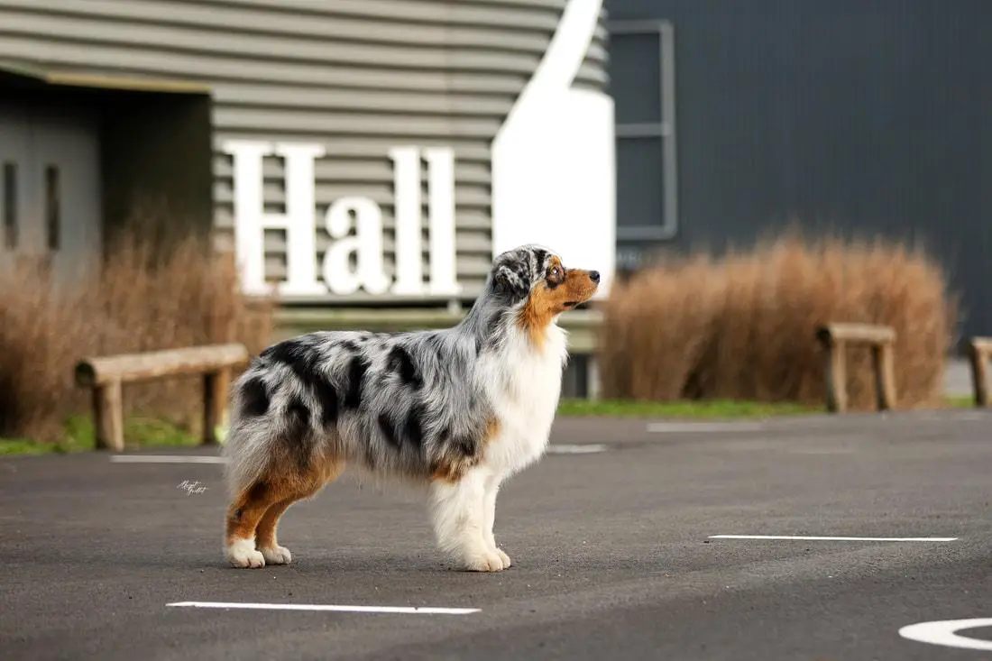 CH NorthBeach's Off to See the Wizard