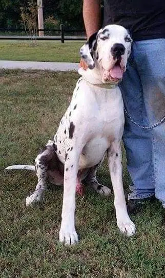 Diesel Master of Wookey Danes