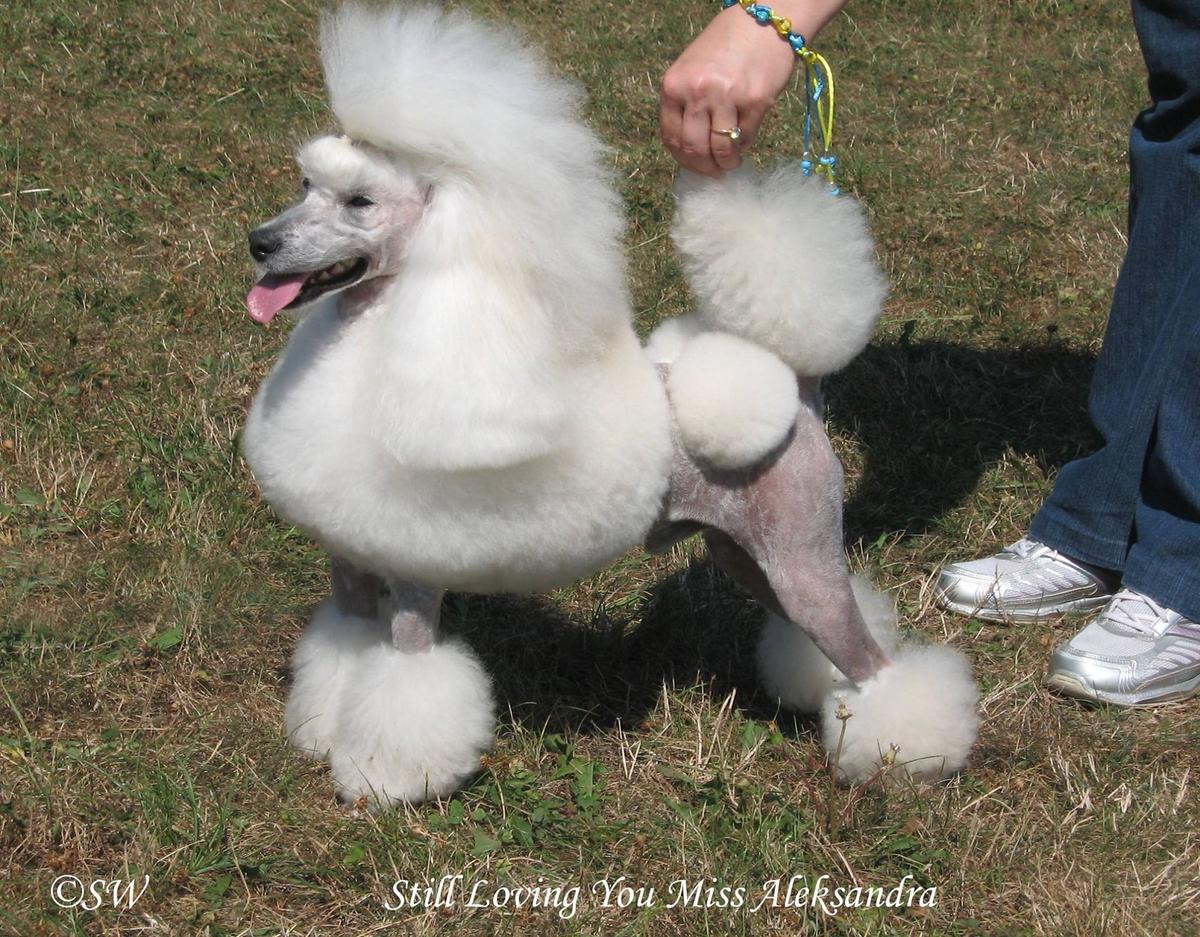 Still Loving You Miss Aleksandra