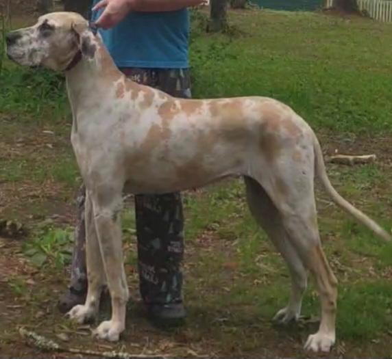 DDR's Nala Wala Koala Bear