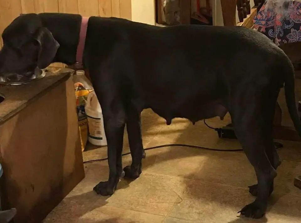 King Arthurs Guinevere