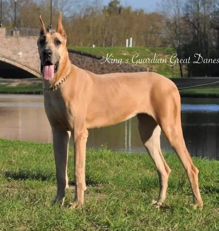 King's Guardian Amelie