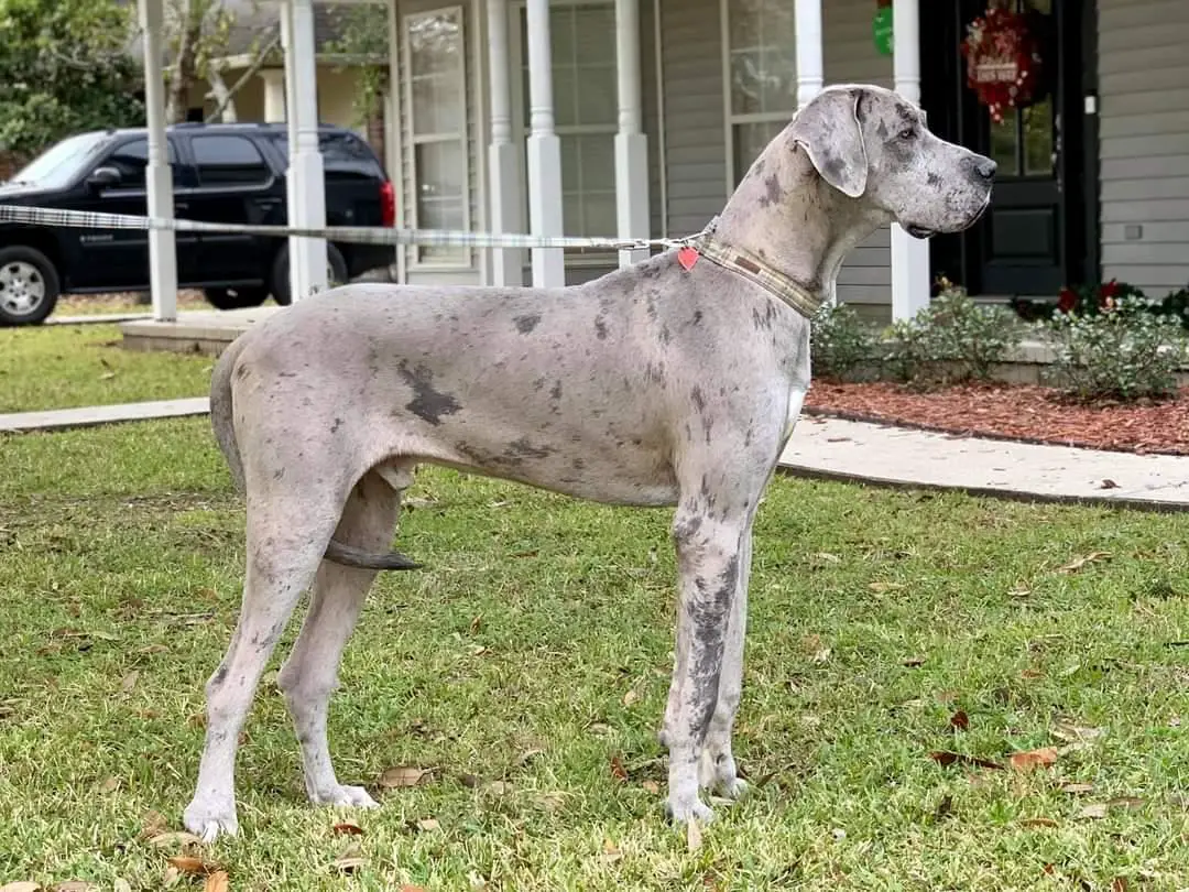 King's Guardian Brody Of Whitney's Danes