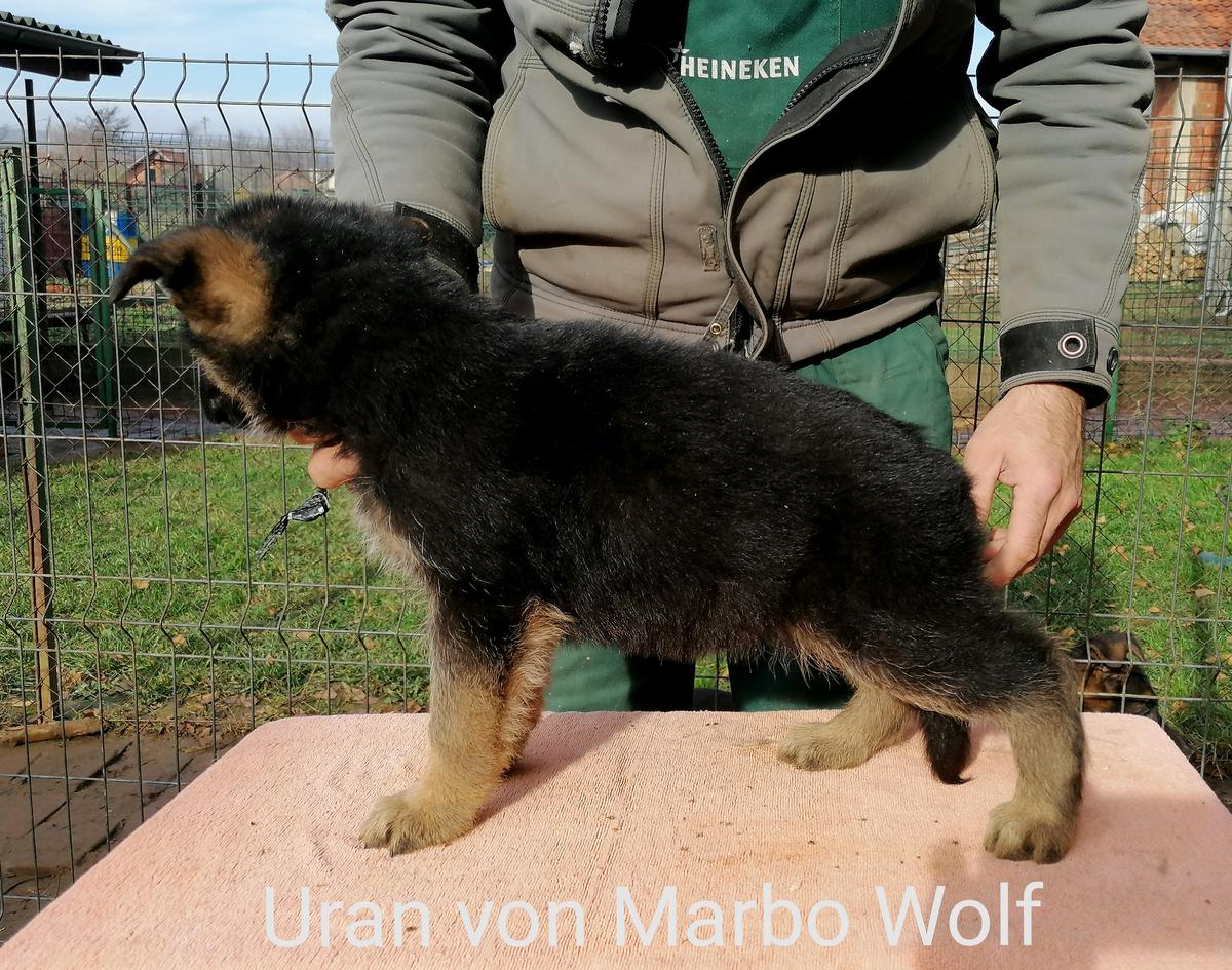 Uran von Marbo Wolf