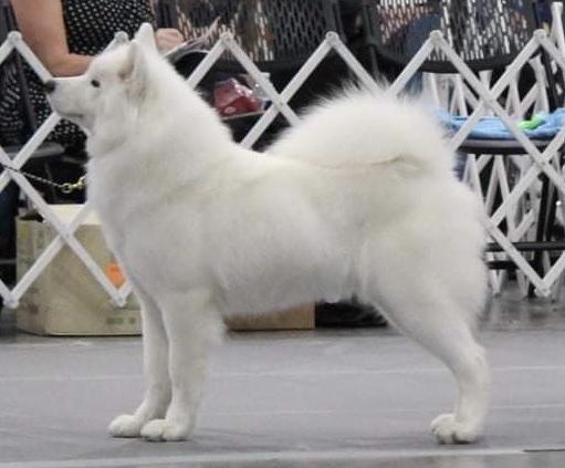 BISS GCH CHELESTINA’S ARCTIC MEADOW