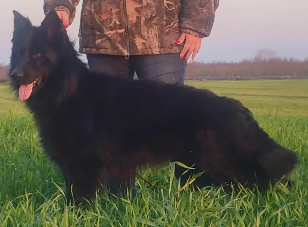 Thorr Vom Haus Tyson